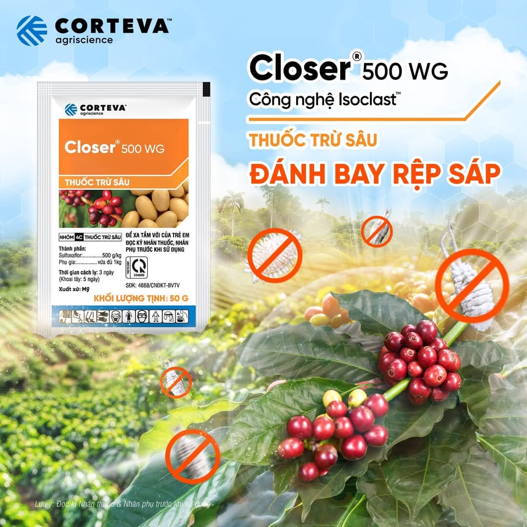 So sánh 3 thuốc trừ rệp sáp hiệu quả: Mallot 50DC, Closer 500WG và Sheba 50EW