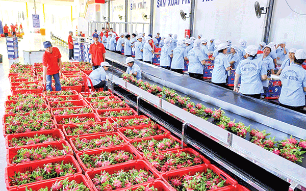 Chi Phí Logistics Quá Cao Kiểm Chân Rau Quả Việt Nam