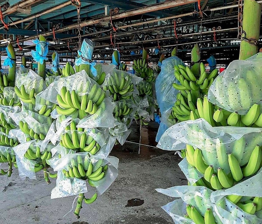 Hướng Dẫn Xuất Khẩu Chuối Chính Ngạch Sang Trung Quốc – Giải Pháp An Toàn & Hiệu Quả